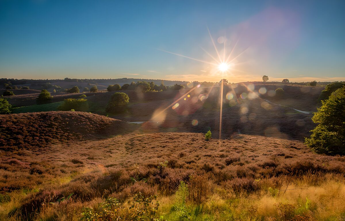 Glooiende heide in laag zonlicht