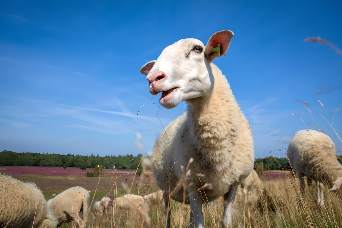 Schaap in het gras onder een blauwe hemel
