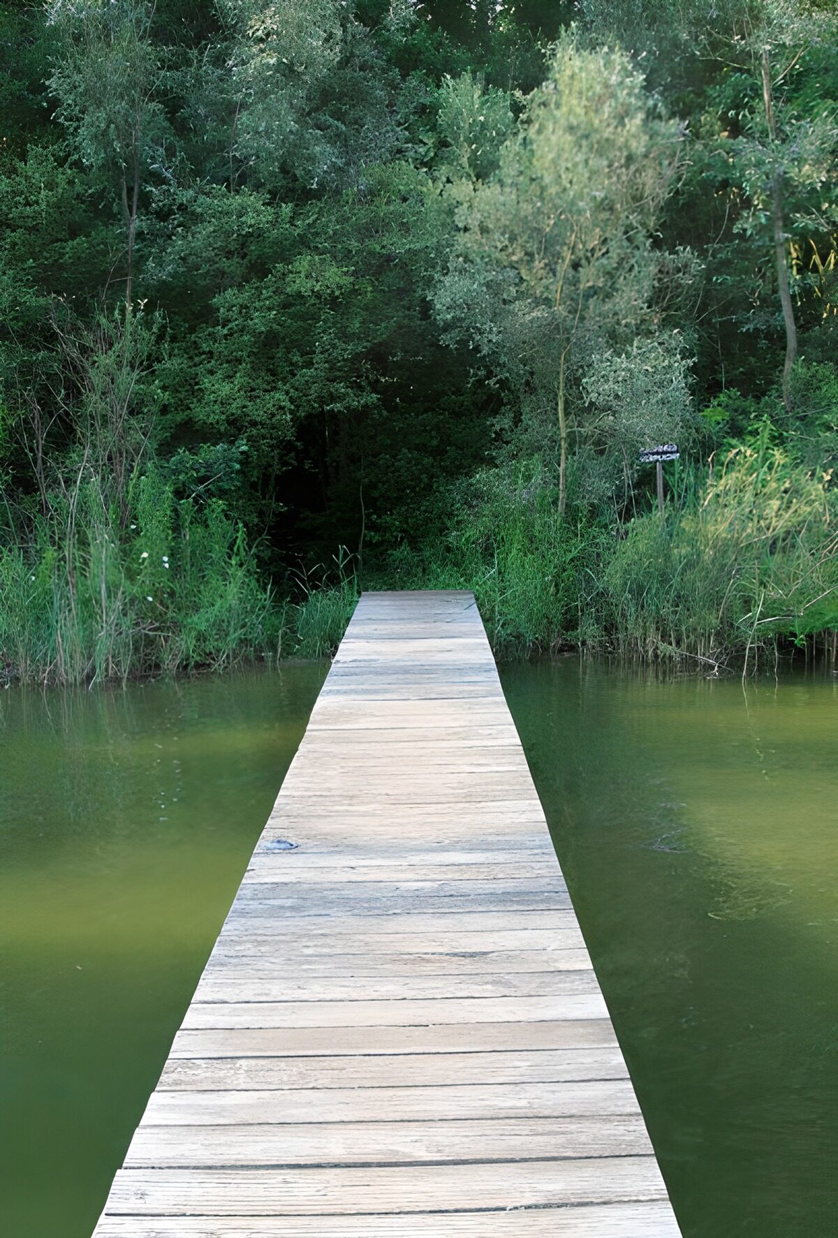 Houten loopbrug naar de groene oever