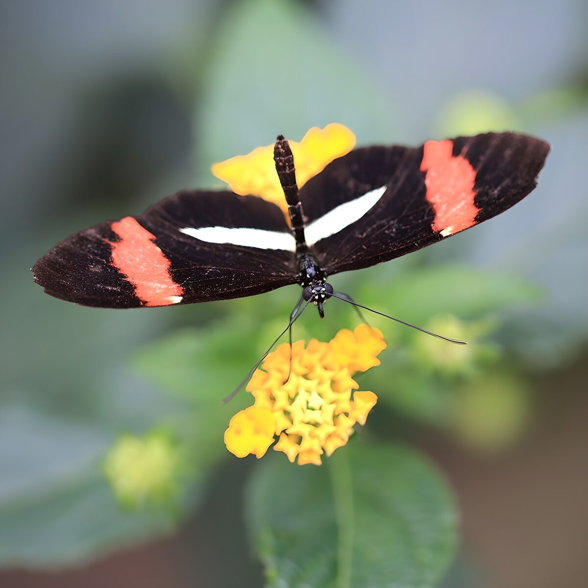 Zwart-rode vlinder op gele bloemen