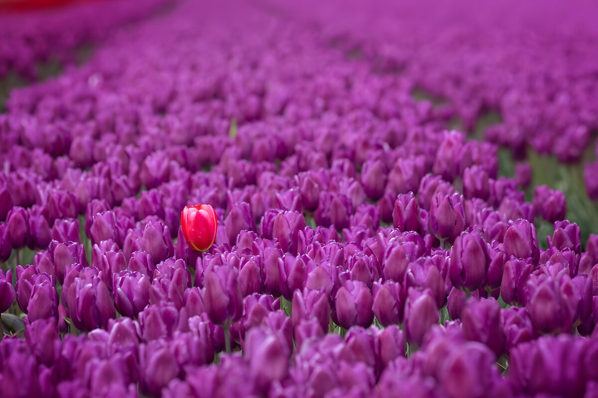 Eén rode tulp tussen paarse tulpen
