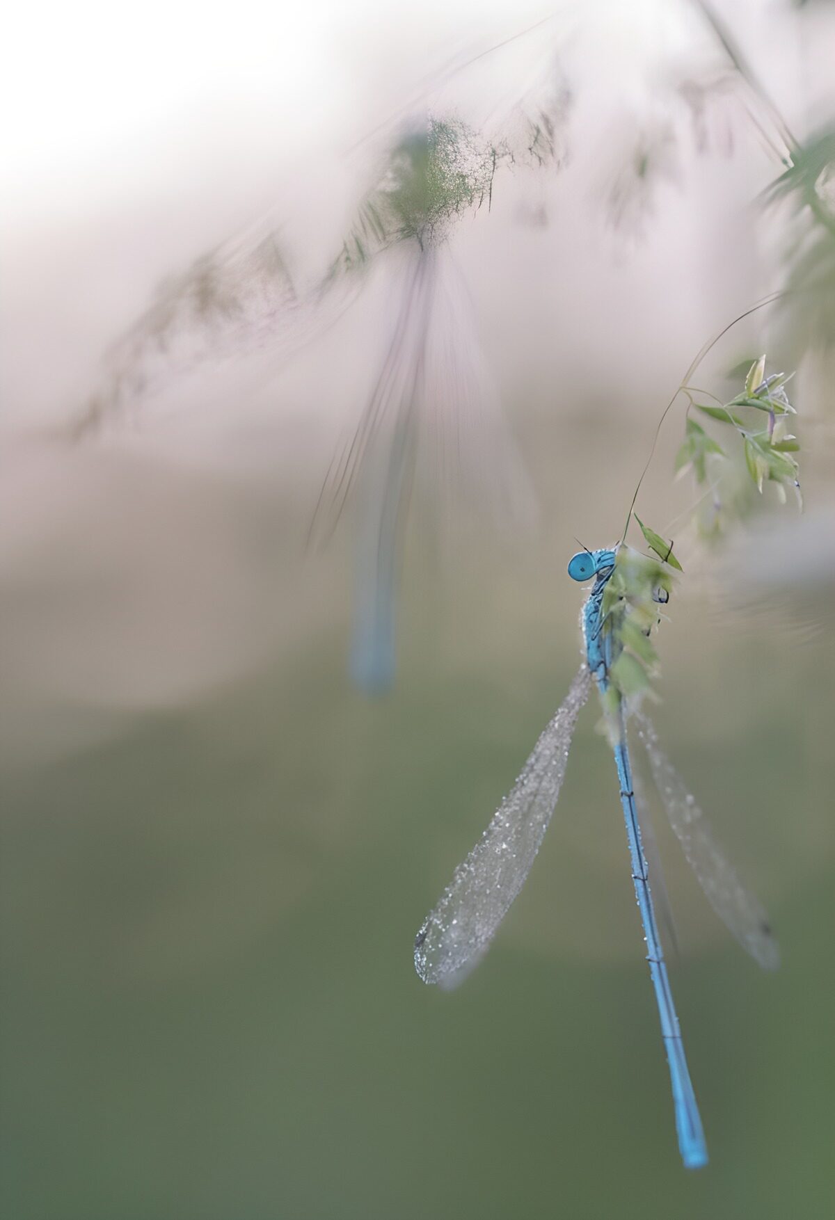 Blauwe waterjuffer in bedauwd gras