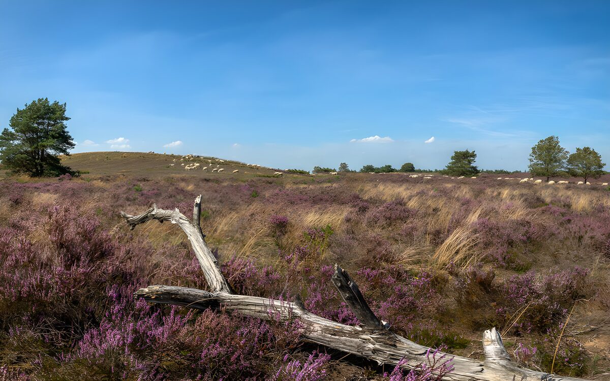 Paarse heide met schapen en dood hout
