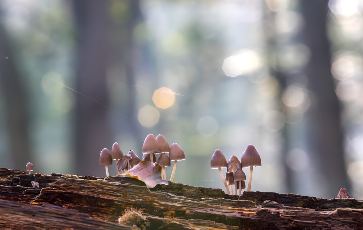 Paddenstoelen op vermolmd hout