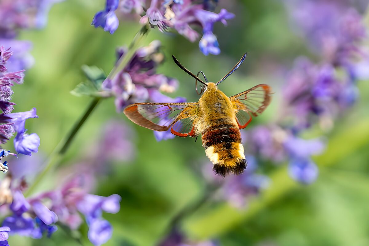 Nachtvlinder boven paarse bloemen