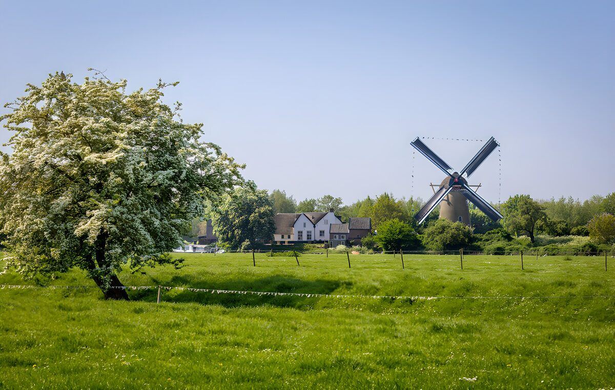 Bloesemboom en molen in de groene wei