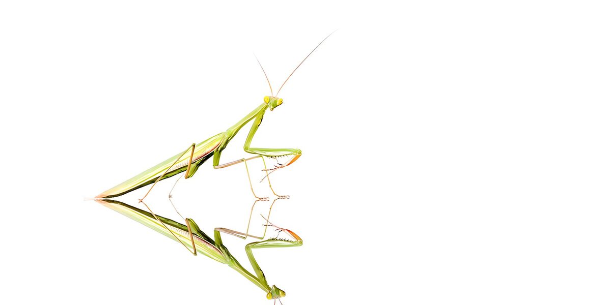 Groene bidsprinkhaan met spiegelbeeld