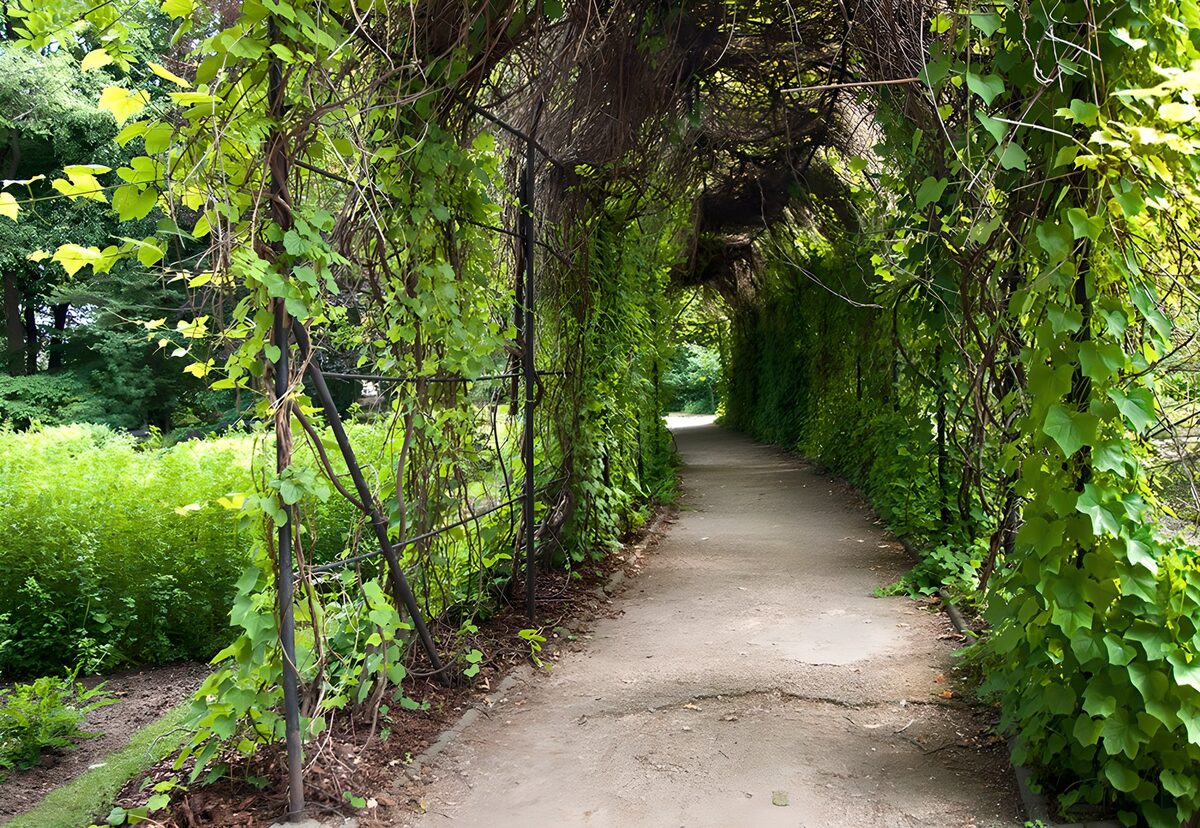 Tuinpad onder groene bogen