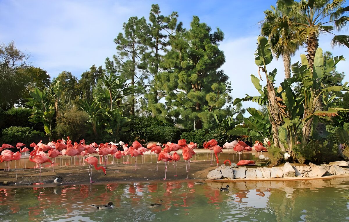 Flamingo’s tussen palmen en water