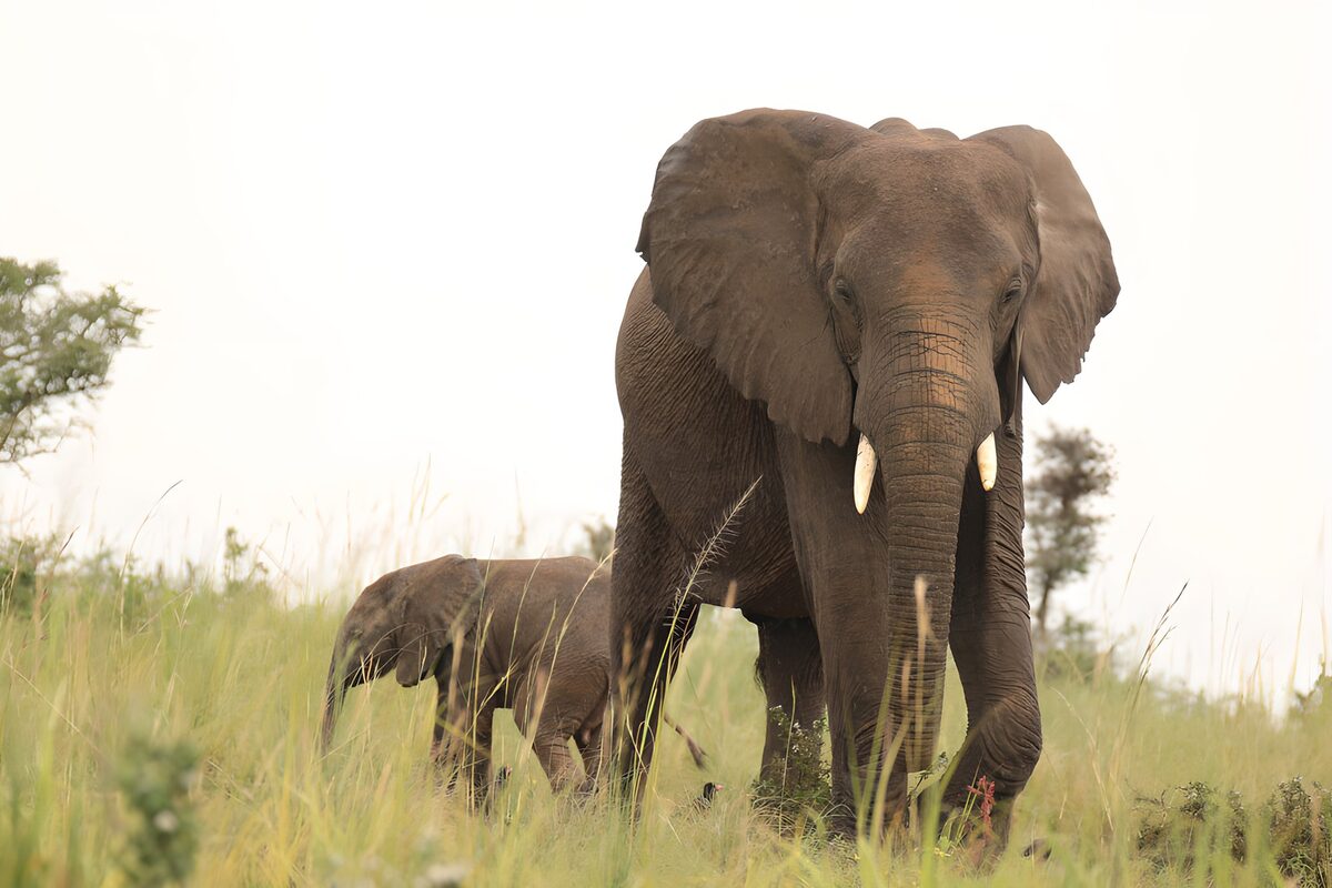 Olifant en kalf in het hoge gras
