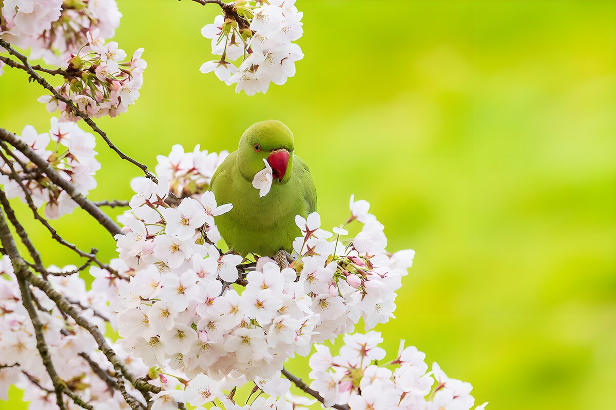 Groene parkiet tussen de kersenbloesem