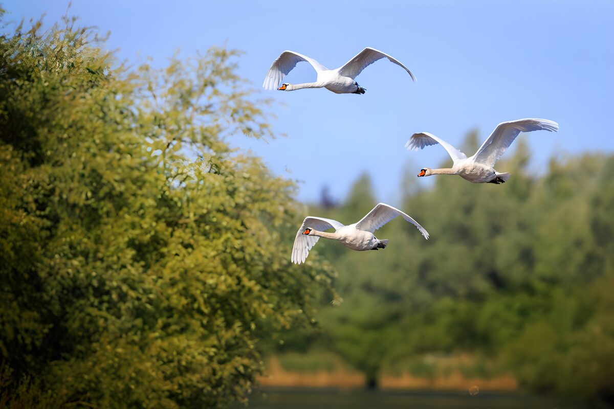 Drie zwanen boven het groene landschap