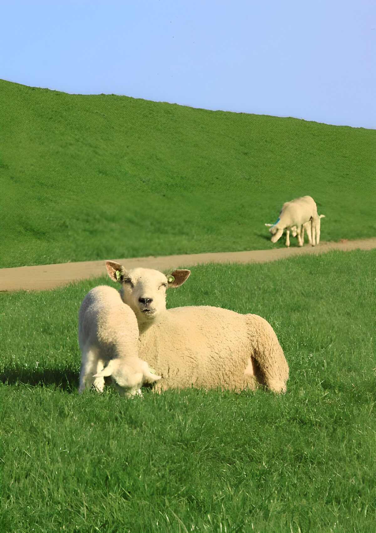 Schaap en lam in de groene weide