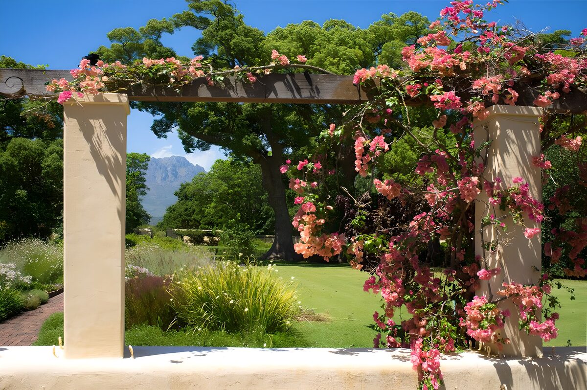 Pergola met roze bloemen in de zon