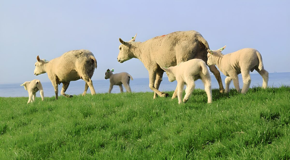 Schapen en lammetjes aan zee