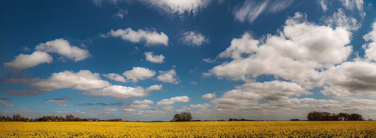 Geel bloemenveld onder een blauwe lucht