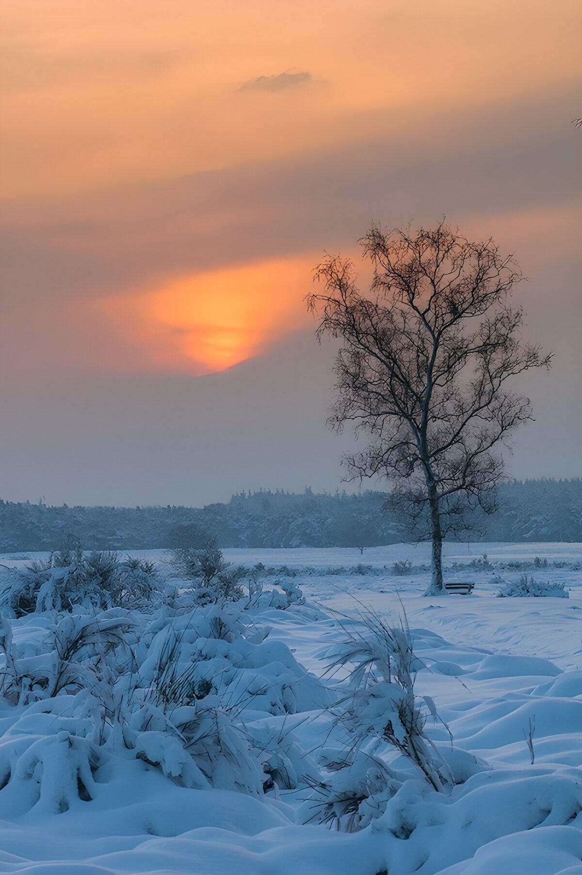 Kale boom in de sneeuw bij zonsondergang
