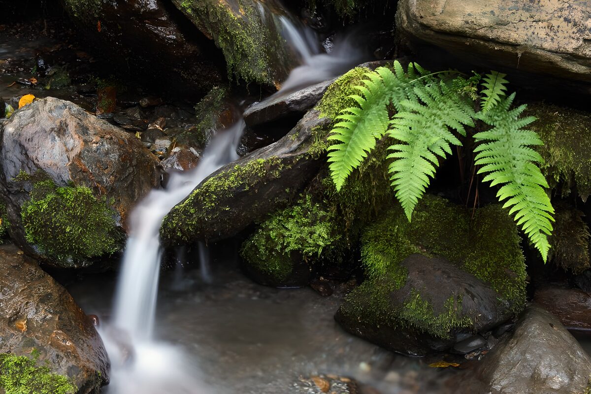 Kleine waterval tussen mos en varens