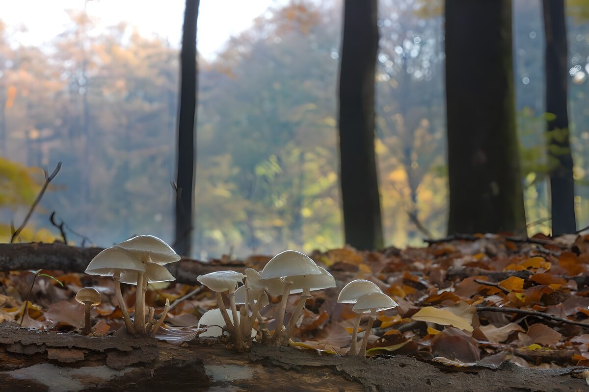 Witte paddenstoelen op een gevallen stam