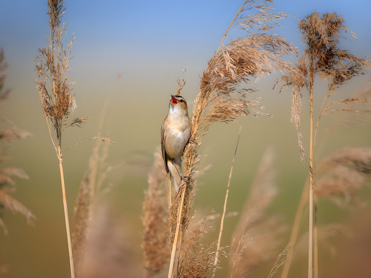 Zingende vogel tussen goudbruin riet