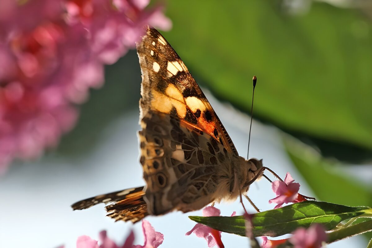 Vlinder op een roze bloem
