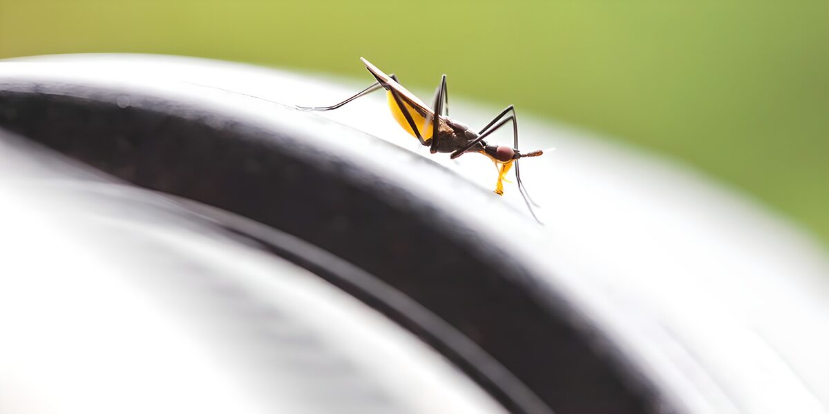 Langpotig insect op een lichte rand