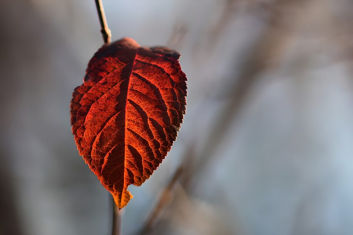 Rood herfstblad in tegenlicht