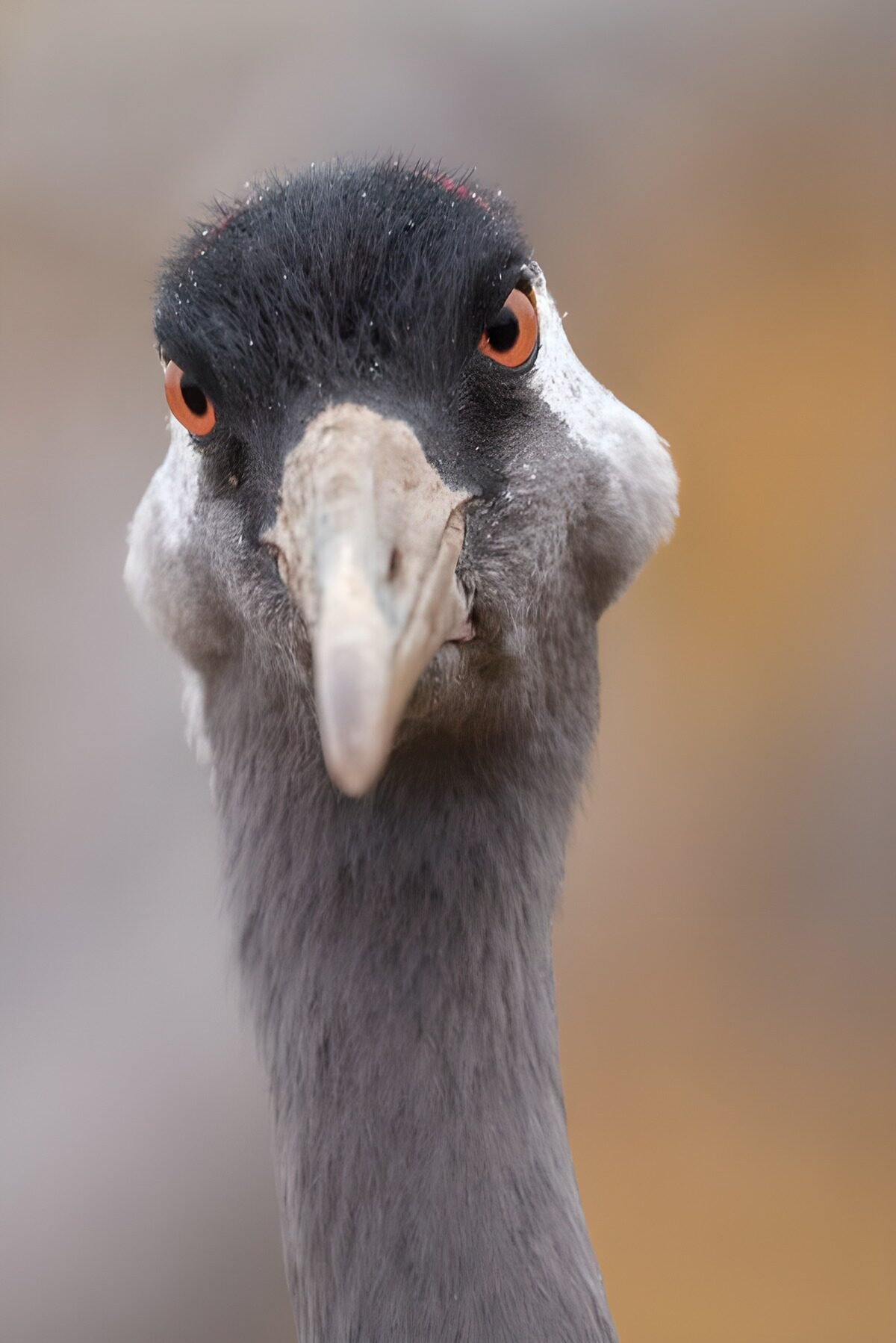 Kraanvogel met een indringende blik