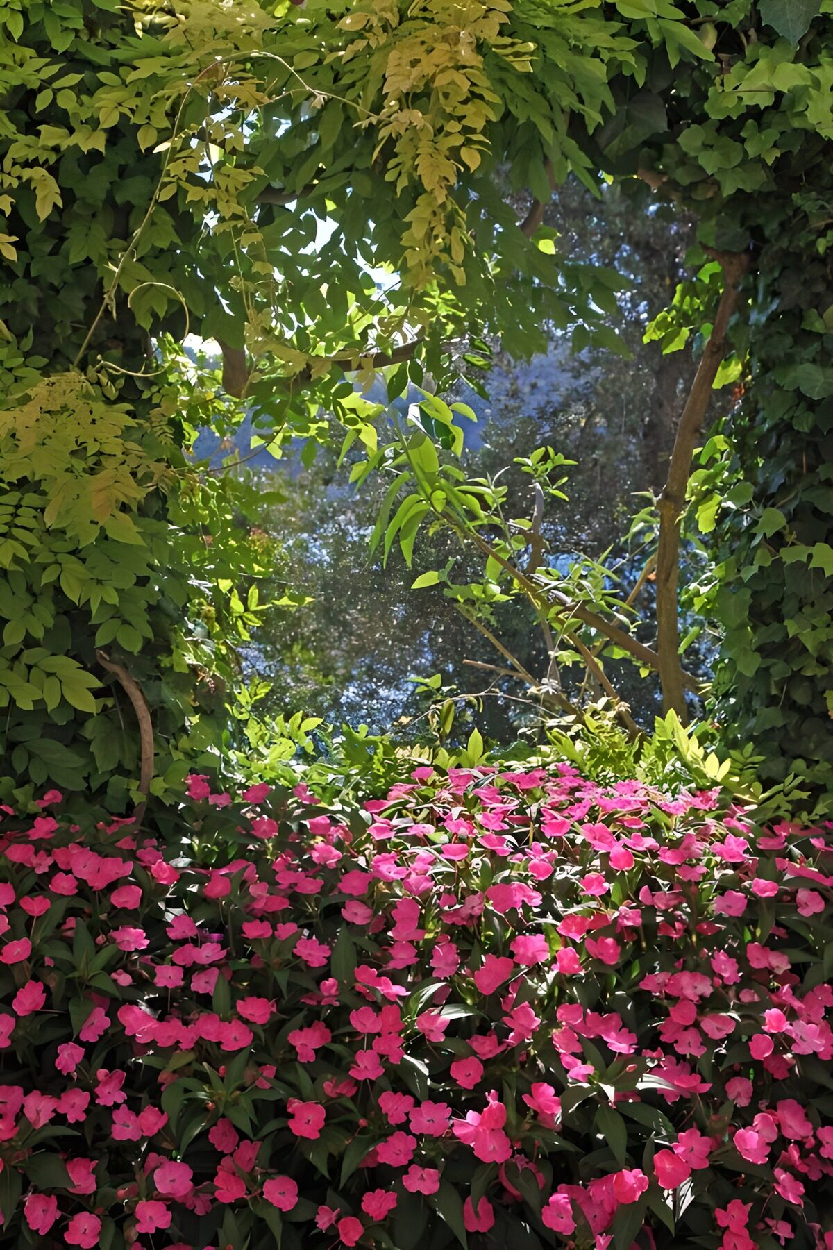 Roze bloemen onder een groen bladerdak
