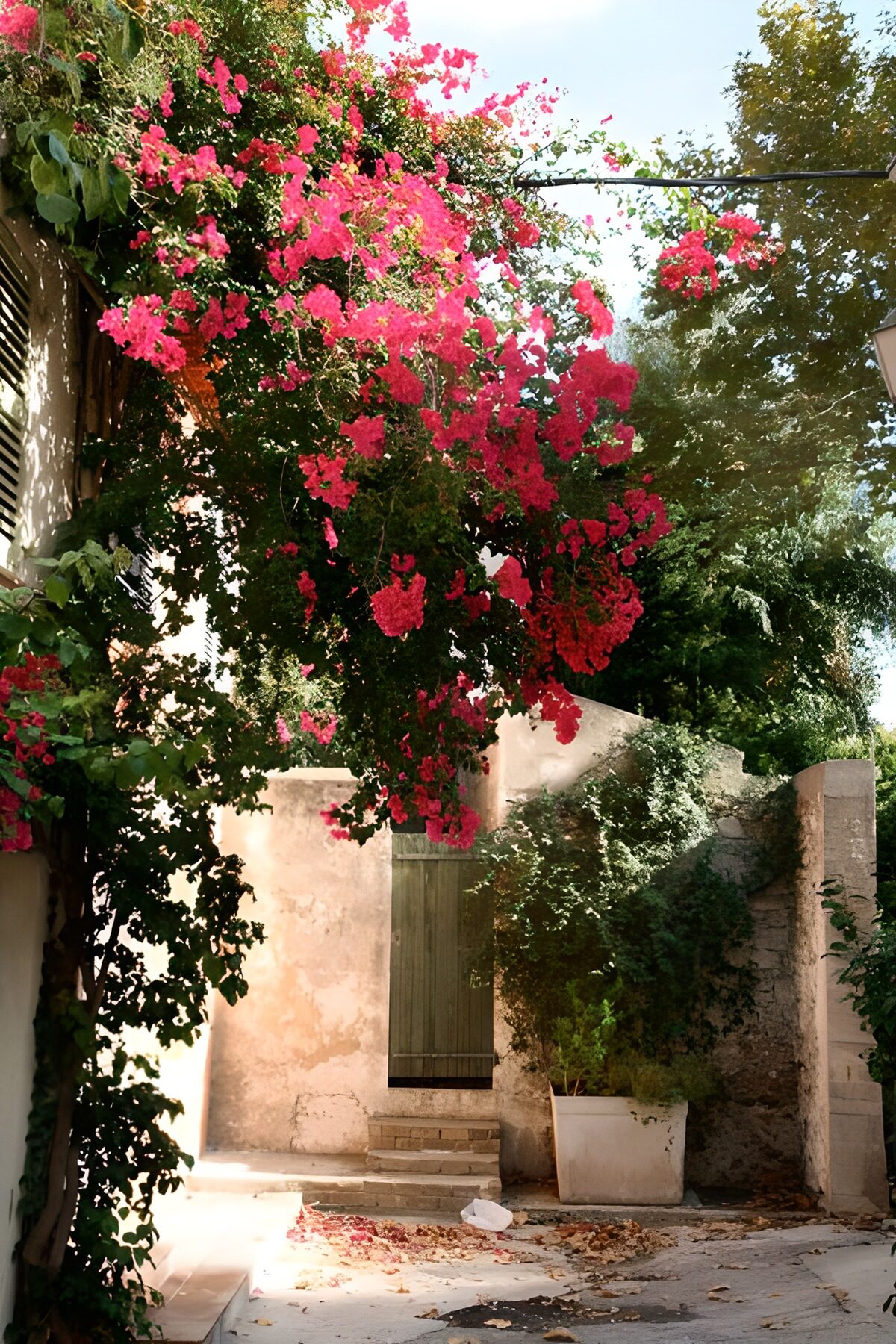 Roze bougainvillea boven een tuinpoort