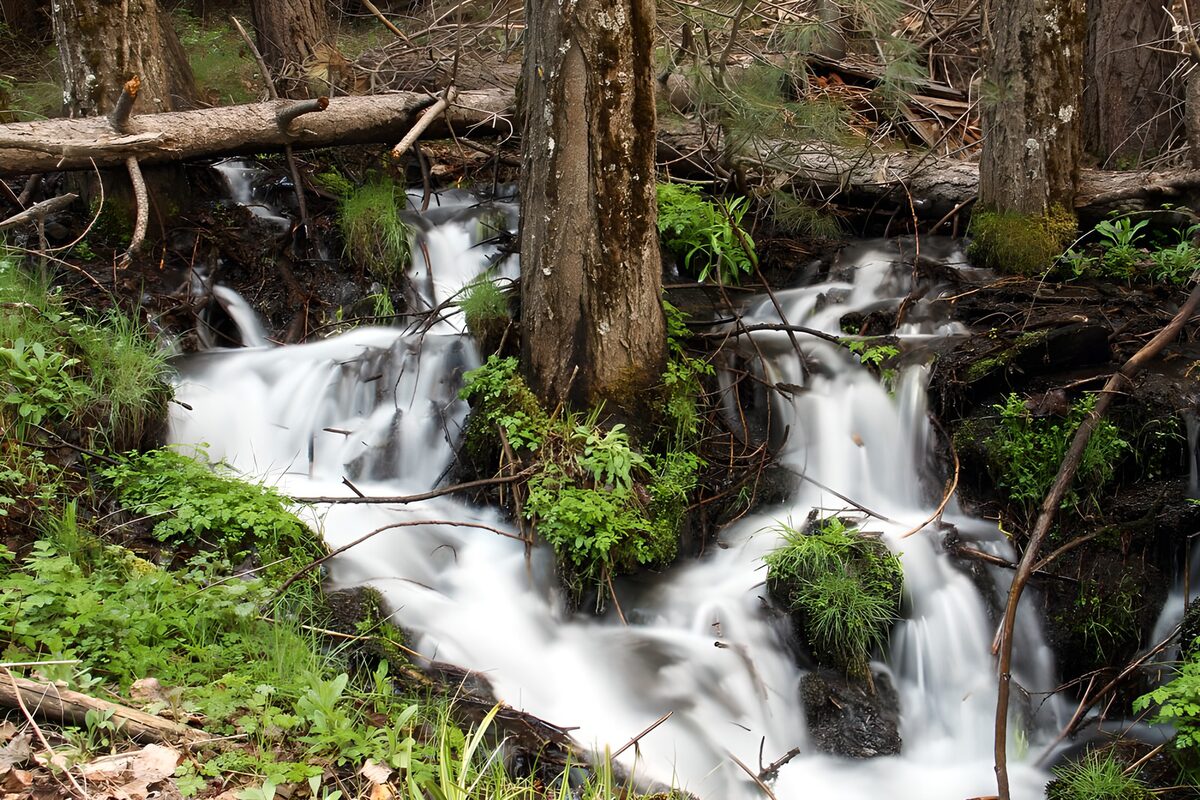 Witte waterlinten tussen de stammen