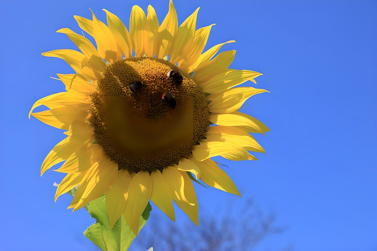 Zonnebloem met bijen tegen een blauwe lucht