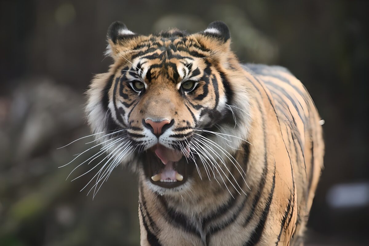 Tijger van dichtbij met open bek