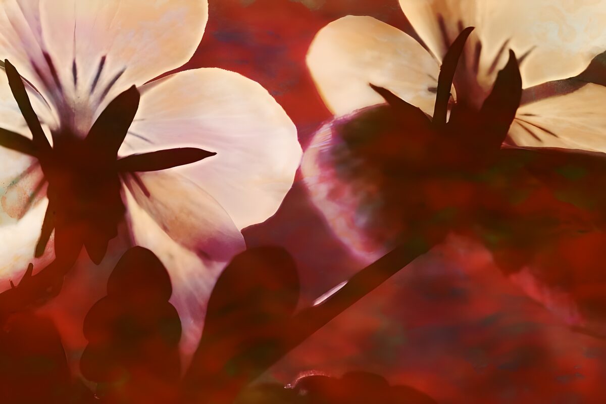 Witte viooltjes in rood tegenlicht