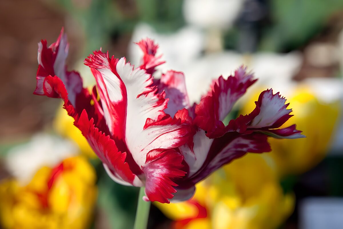 Rood-witte tulp in het zonlicht