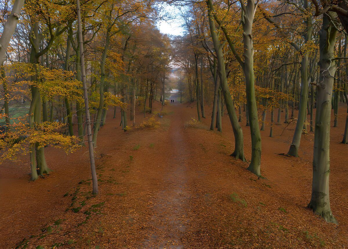 Herfstlaan onder een gouden bladerdak
