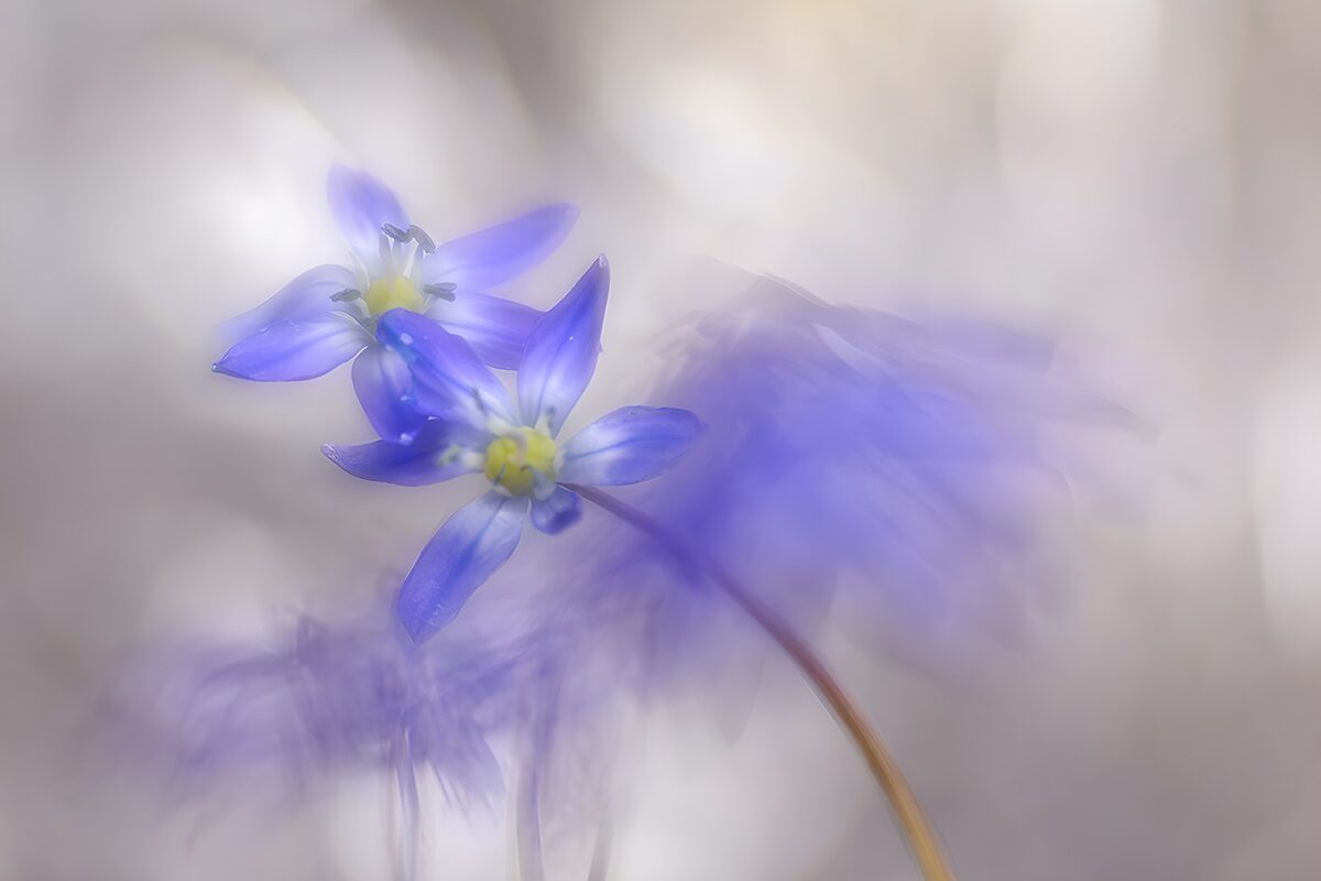 Blauwe sneeuwroem in zacht licht