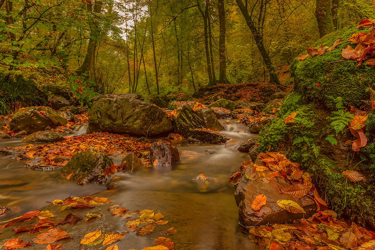 Waar de herfst met de beek mee stroomt