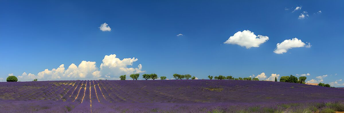 Waar de lavendel de wolken raakt