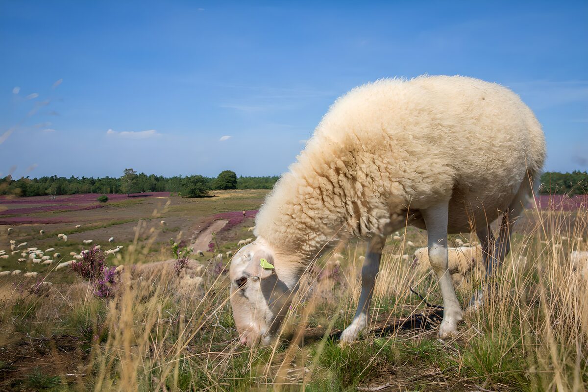 Grazend schaap op de paarse heide