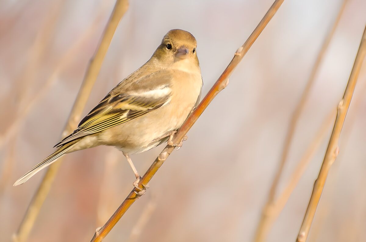 Kleine vogel op een goudbruine tak