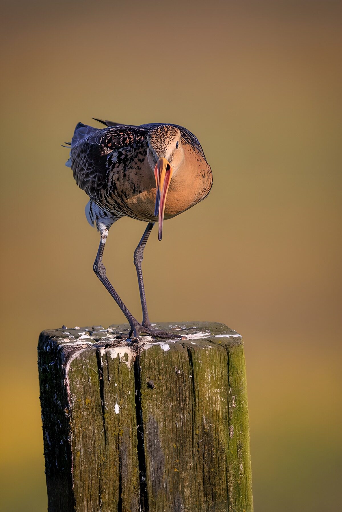 Steltloper op een verweerde paal