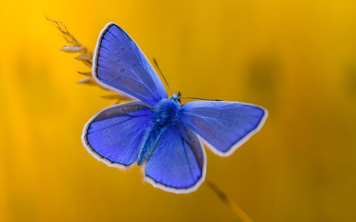Blauwe vlinder tegen goudgeel