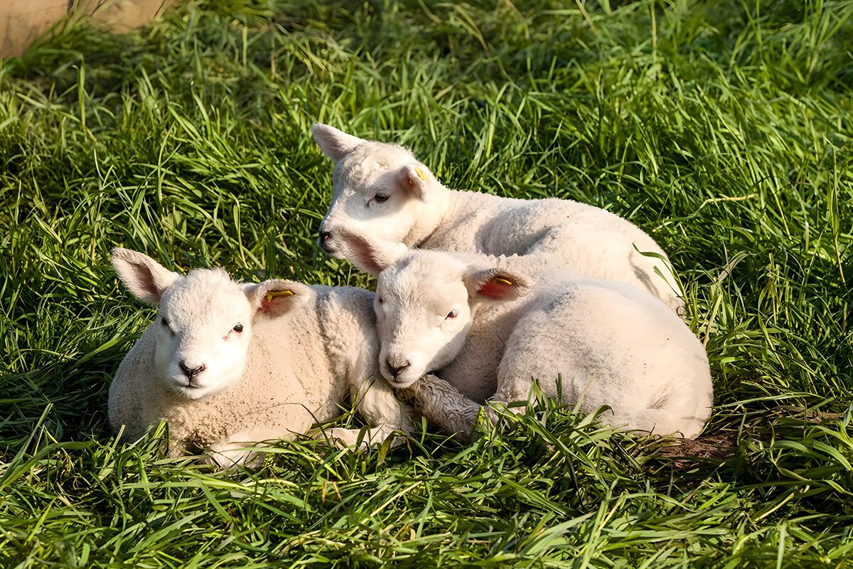 Drie witte lammetjes in zonnig gras