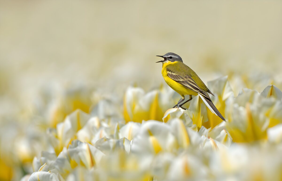 Gele kwikstaart tussen de tulpen