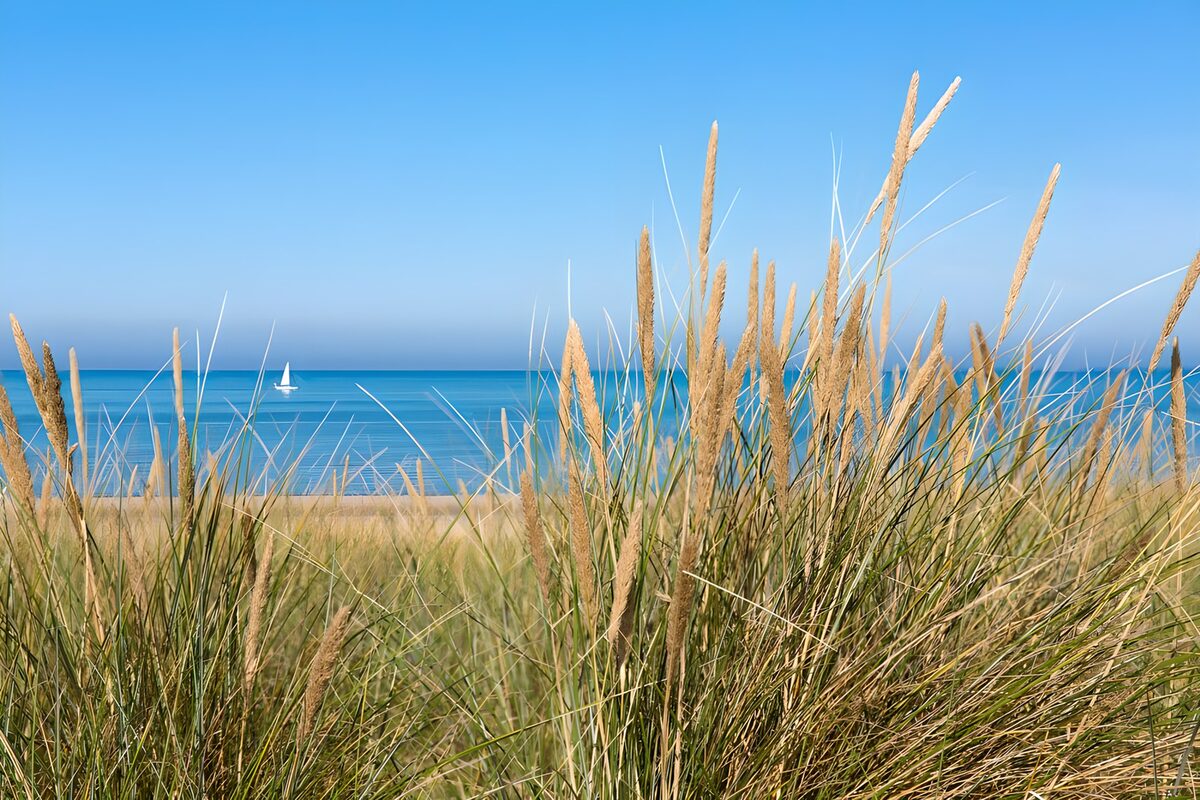 Duingras voor een blauwe zee