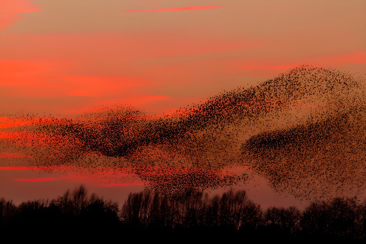 Vogelzwerm in een oranjerode lucht