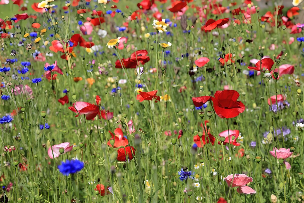 Zomerse weide met klaprozen en korenbloemen