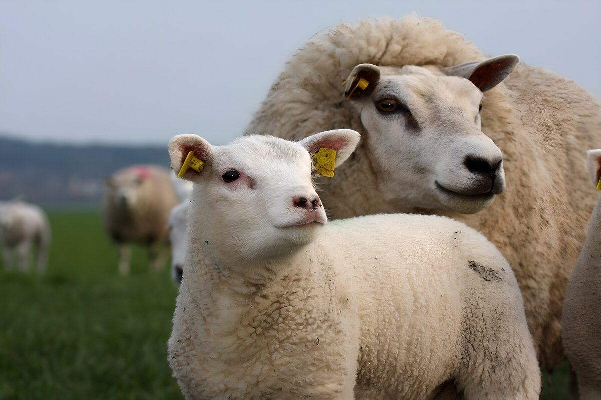Lam en schaap dicht bij elkaar in de wei