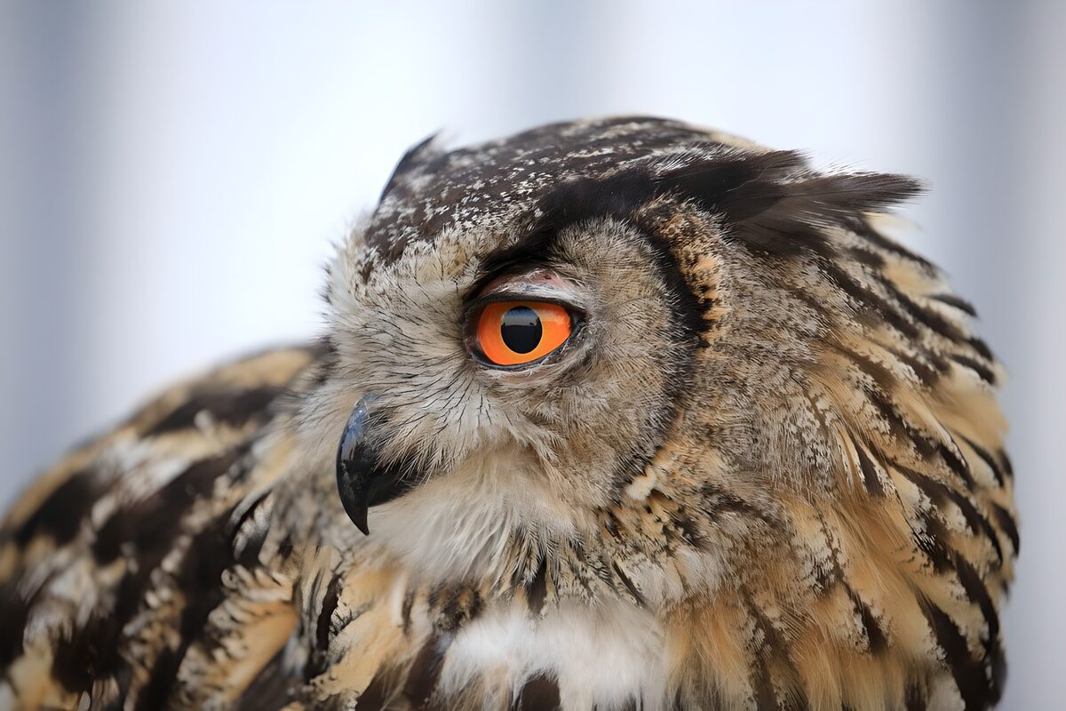 Uil in profiel met een oranje oog
